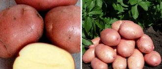 Сорт картофи Мишка