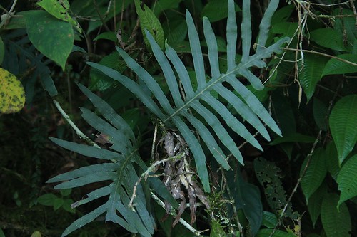 Половината Лепис Видове Phlebodium