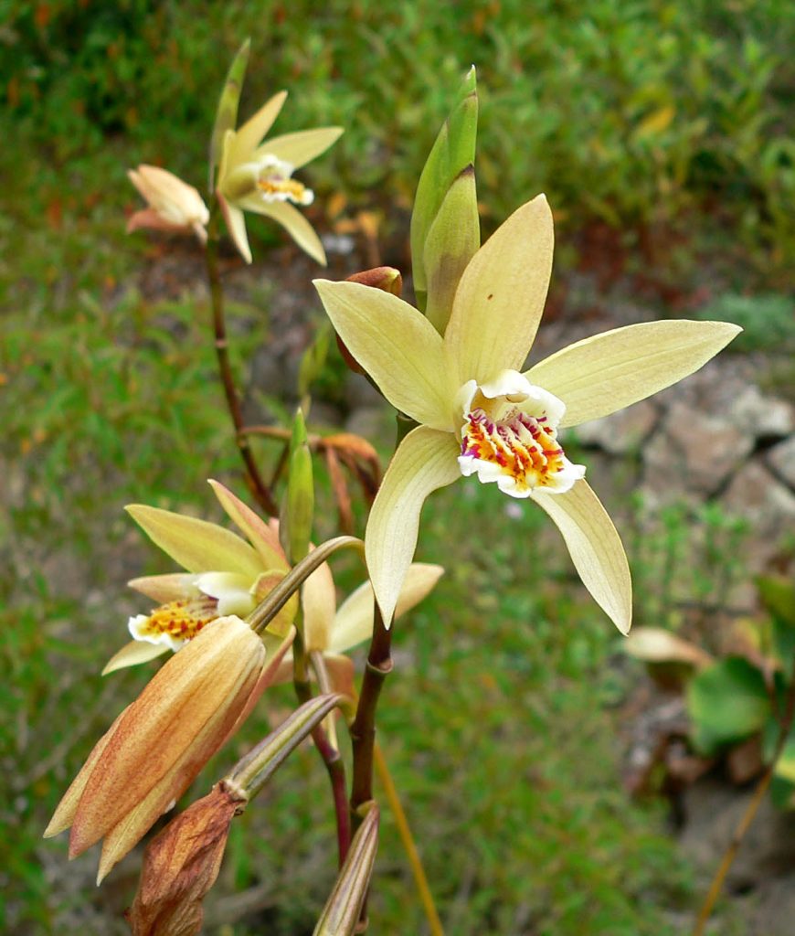 Жълта блетила