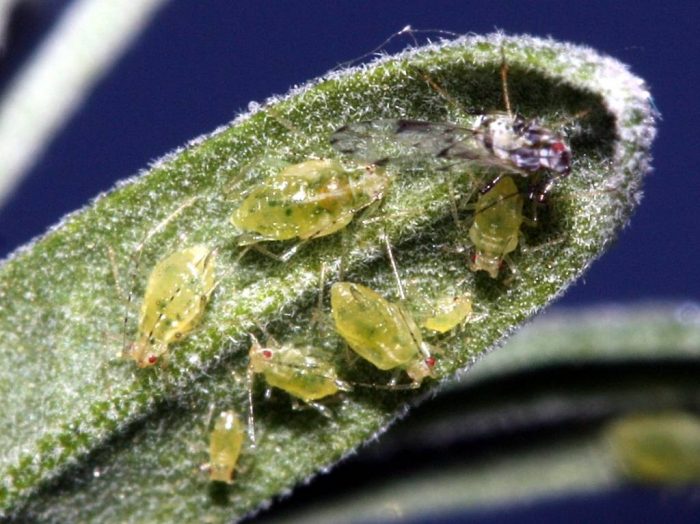 Блетила листна въшка