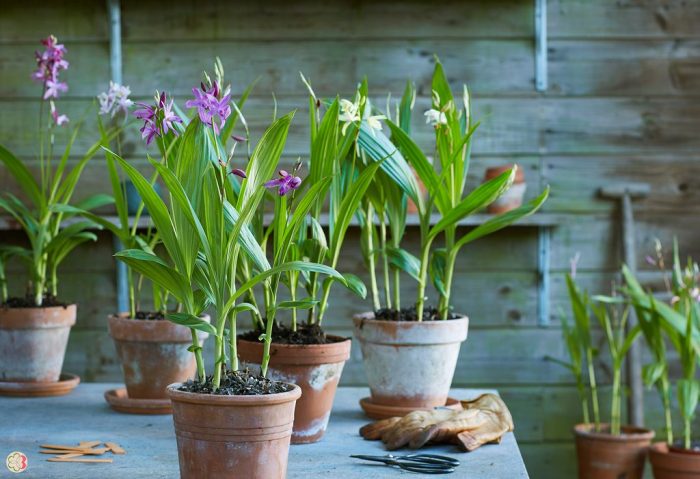 Блетила в саксия