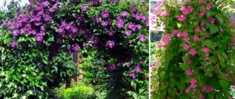 Катерене по азарина