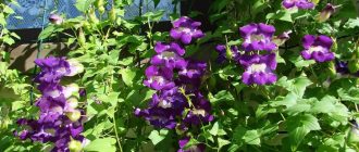 Катерене по азарина