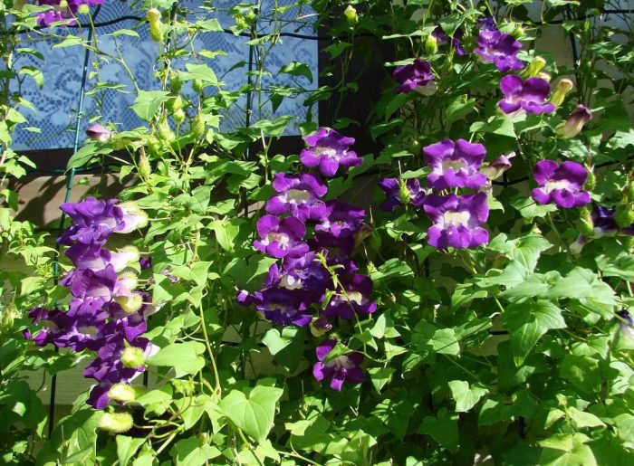 Ампелна азарина Катерене по азарина