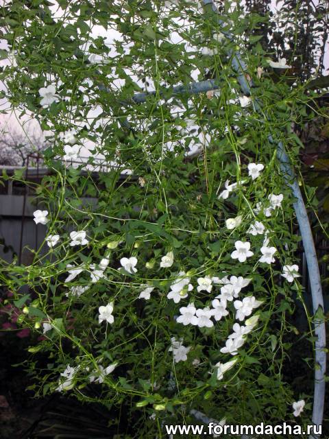 Όμορφη λευκή λιάνα