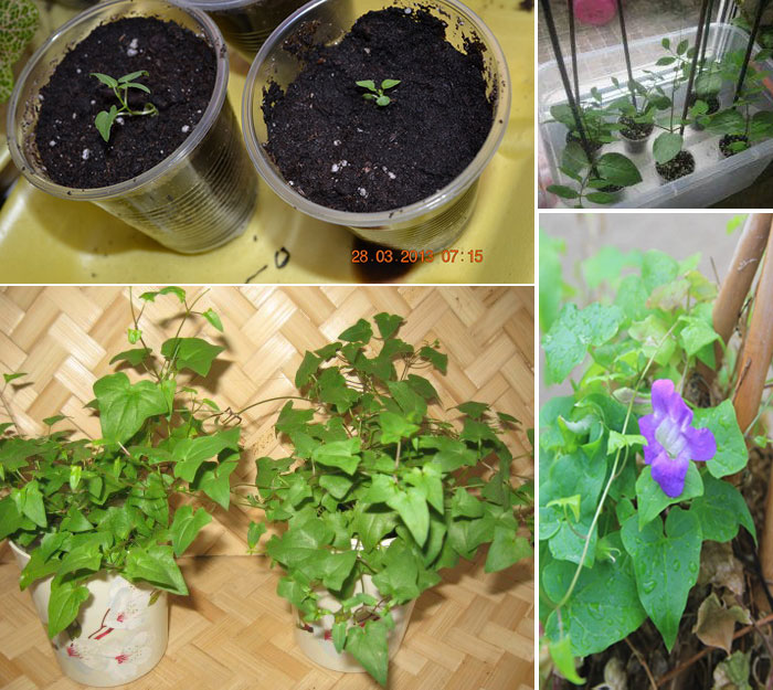 Разсад от асарина Разсад от асарина