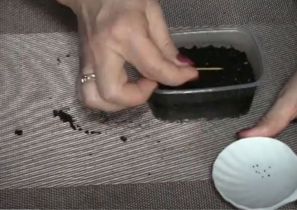 Засяване на семена от азарина Семена от азарина