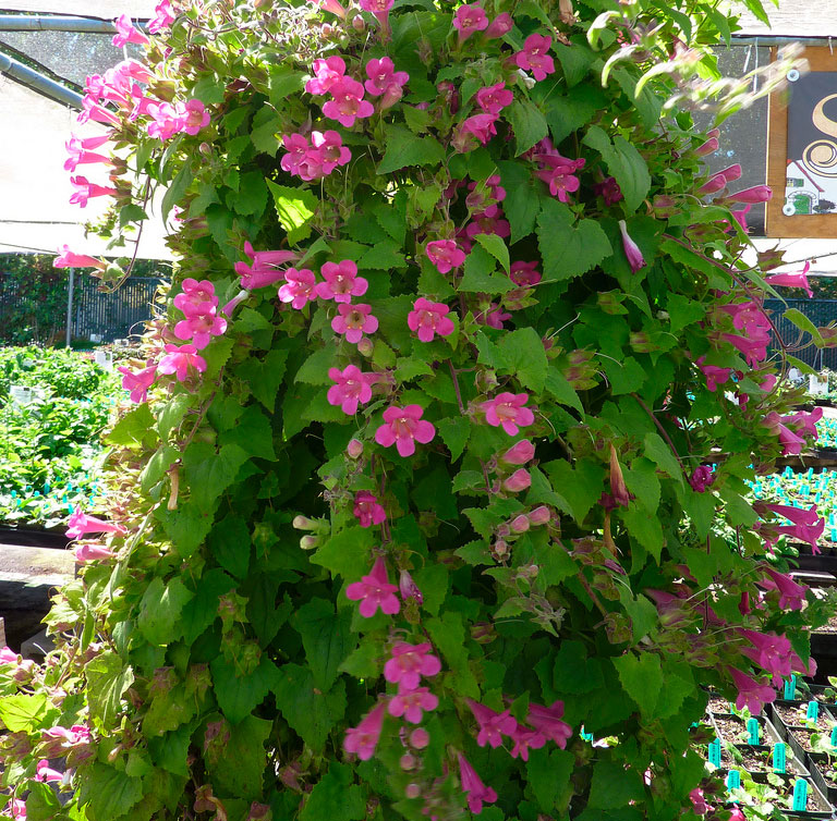 Азарина в пейзажа