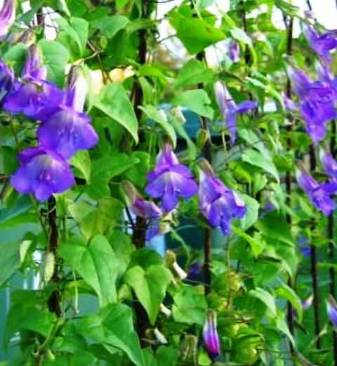 Жив плет от азарина