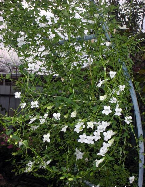 Бяла азарина