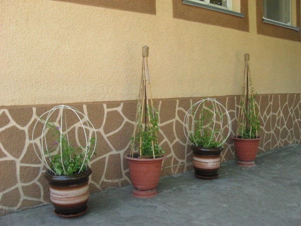 Азарина в саксия