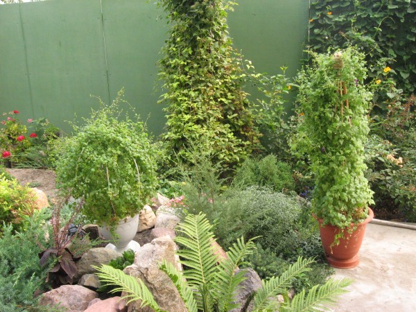 Азарина в цветната градина