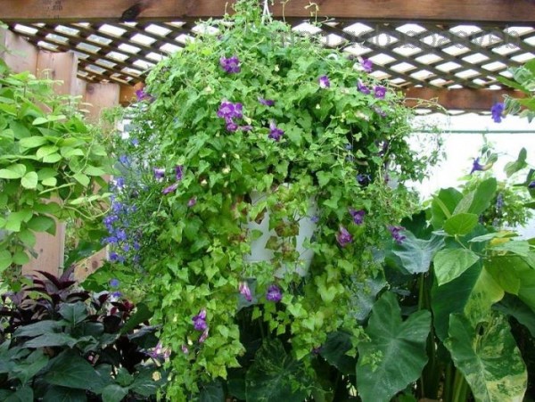 Висяща Азарина