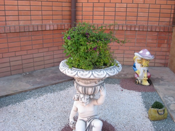 Азарина като декорация