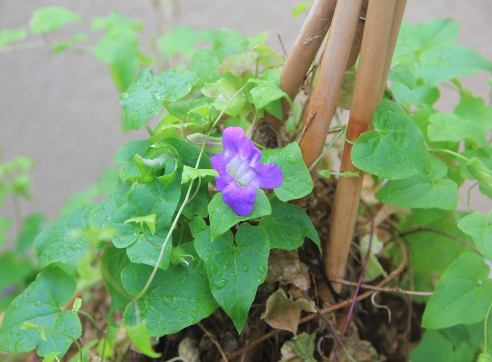 Азарина с подкрепа