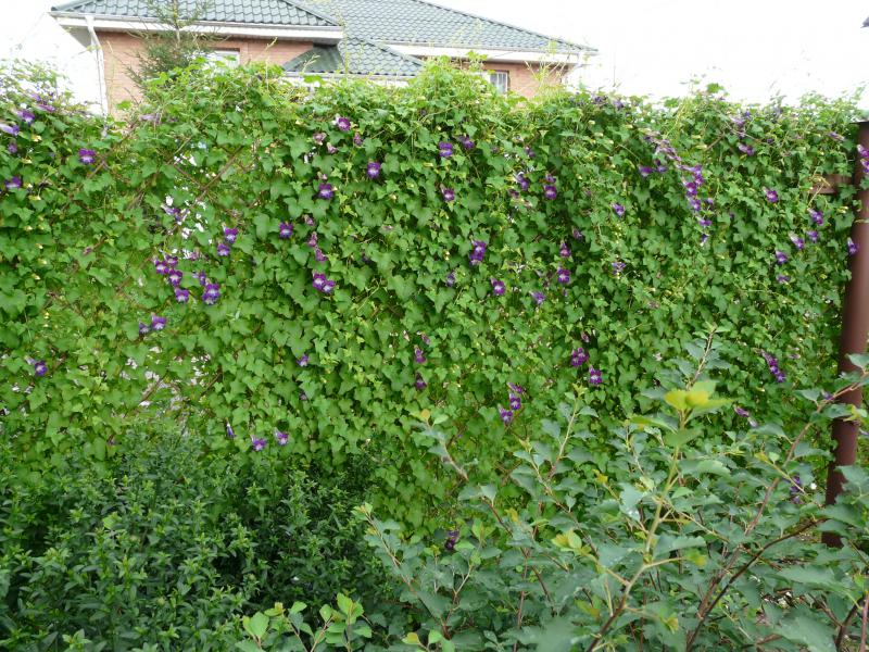 Азарина на стената