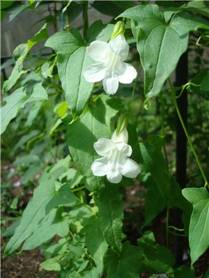 Снимка на азарина на сайта Азарина Татяна