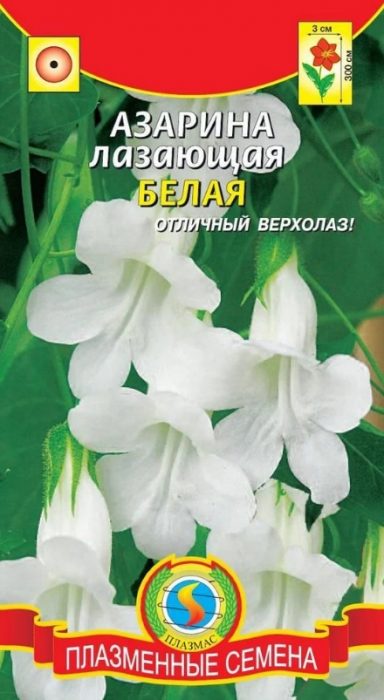 Бели семена Бял сорт