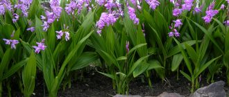 Блетила в градината