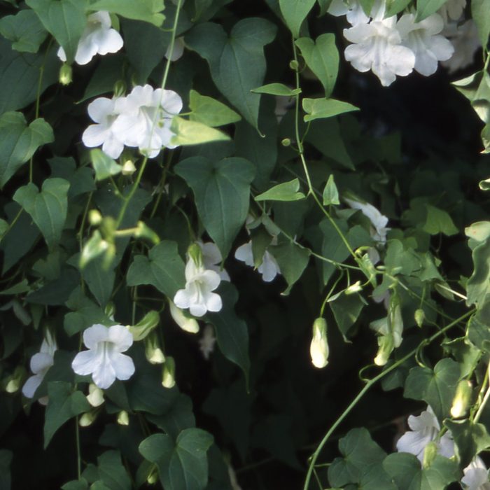 Цветя Мостове Бели Сорт Бриджис Уайт