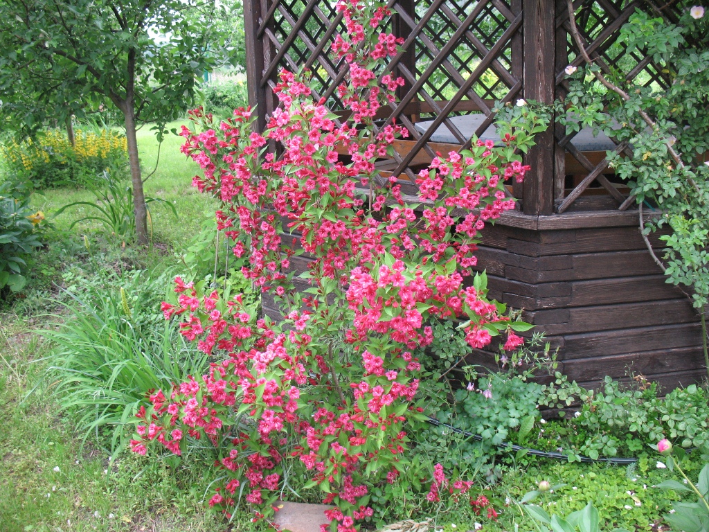 Weigela στο κιόσκι