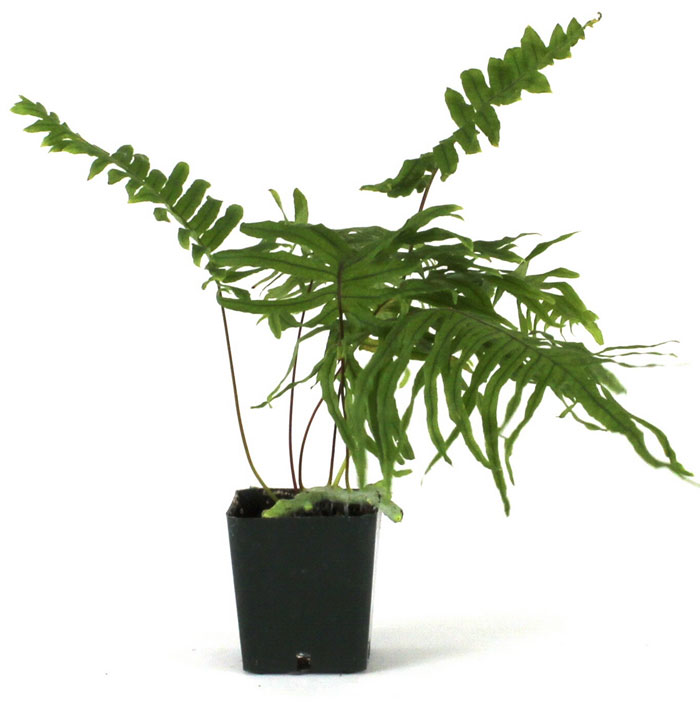 Популярен сорт Кристалумум