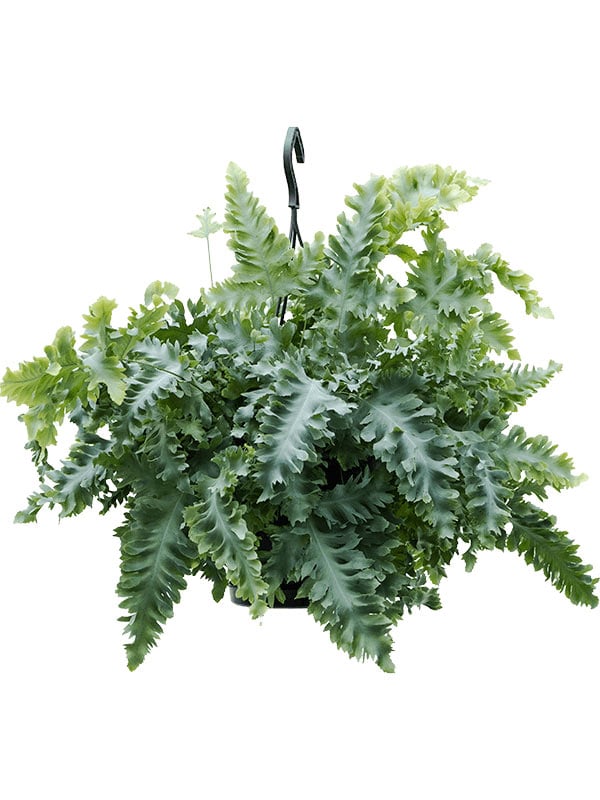 Сорт Давана Давана