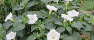 Цвете на татул