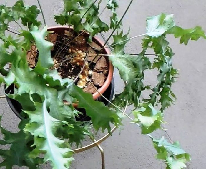 Екстранд сорт Екстранд