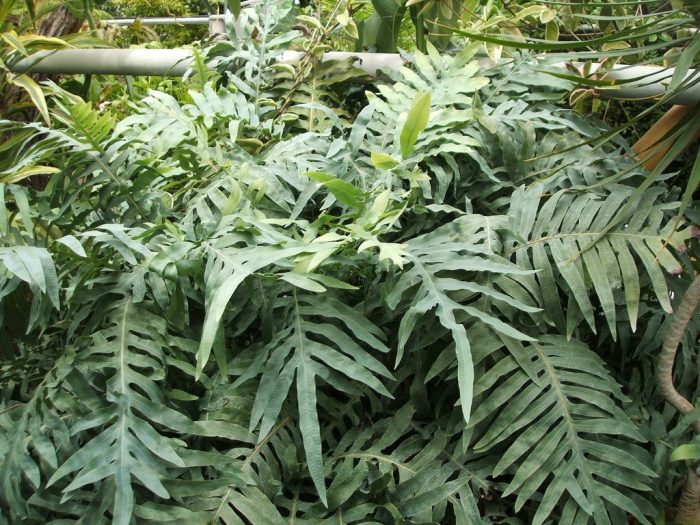 Разнообразие Glaucum Глаукома