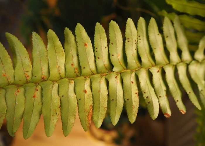 Нашествие от въшки Въглищно насекомо върху папрат