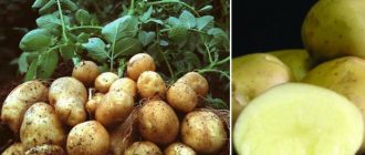 Сорт картофи Асол