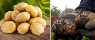 Сорт Банкер