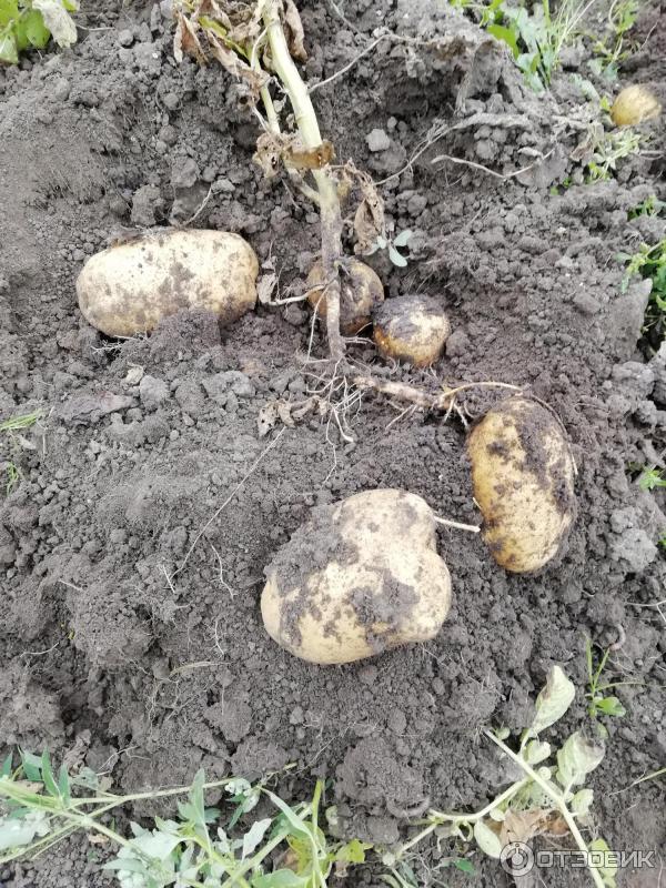 Картофен храст Банкер