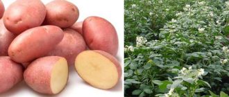 Любим картоф