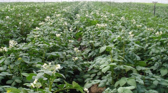 Любими храсти