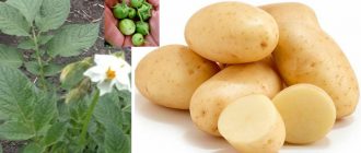 Картофи сорт Empress от семена