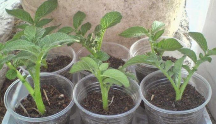 Разсад в чаши