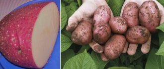 Сарпо на света