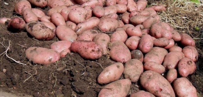 Голяма реколта