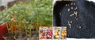 Отглеждане на картофи от семена