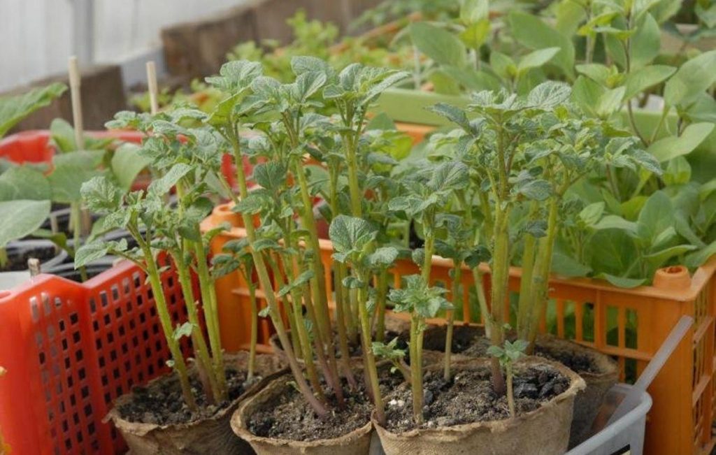 Отглеждани разсад от картофи