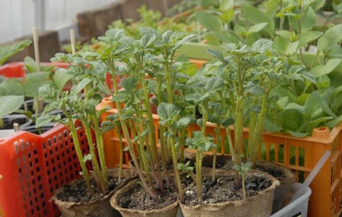 Разсад от картофи Отглеждани разсад от картофи