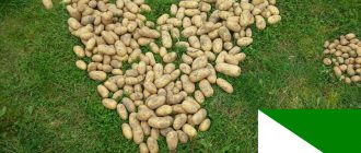 Квартофел за Сибир