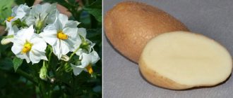 Цветя и грудки от сорта Удача