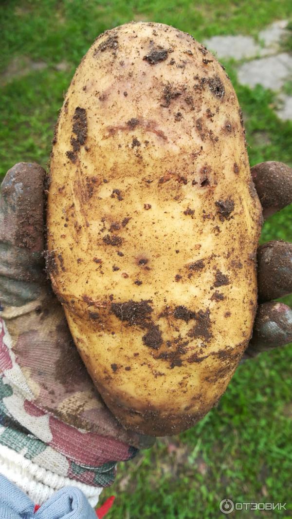 Голяма грудка