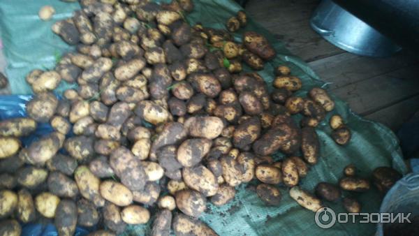 Събраната реколта