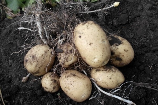 Късмет от храстите