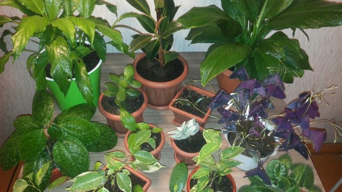 Стайни растения през март