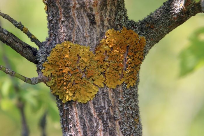 Лишеи на дърво